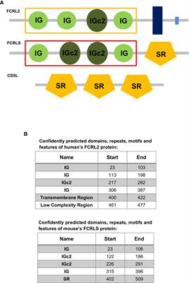 Evolution of Fc Receptor-Like Scavenger in Mammals